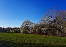 photo of spring rural field against blue sky on a sunny day