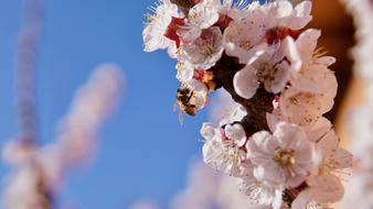 a bee collects nectar from a blossoming apple tree