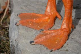 Webs Claw