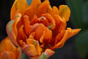 macro photo of an orange curly tulip