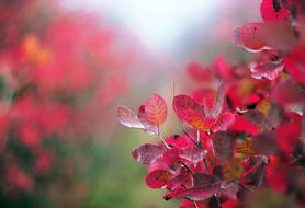 incredible Flowers Red Bloom