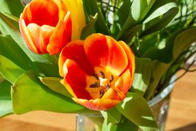 splendid Tulips Flowers Bouquet