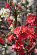 Colorful plum flowers blossom
