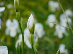 white irises in bloom