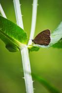 Close-up of the beautiful, patterned, brown butterfly on the white and green plant with green leaves, at blurred background