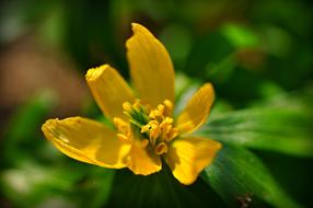 gorgeous Winter Aconite Flower