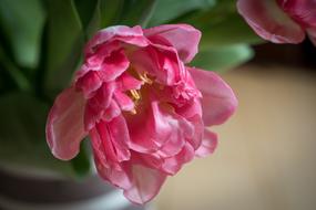 incredible Bloom Flower