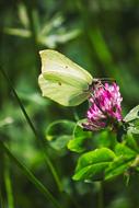 green butterfly on the clover