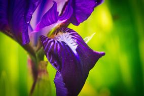 bright purple flowers in the garden on a blurred background