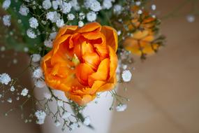 Beautiful blossoming orange flowers and white flowers in the white vase