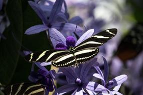 gorgeous Butterfly Insect