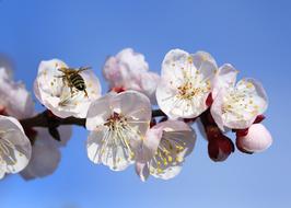 insect on a blooming spring branch