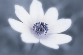 gorgeous Wildflower Petals