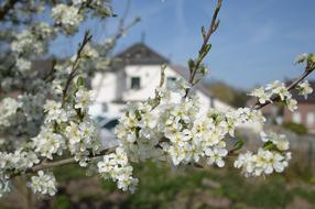 Plum Blossoms at village house