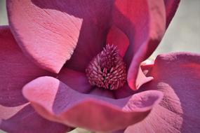 Magnolia, center of purple Blossom close up