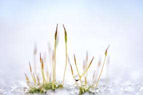 enchanting Moss Plant Grass