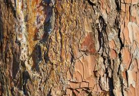 macro photo of flakes of tree bark