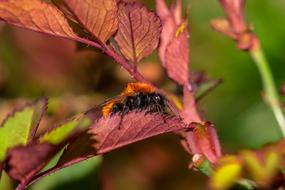 wonderful Hummel on red