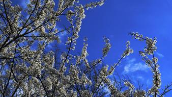 branches of enchanting Tree