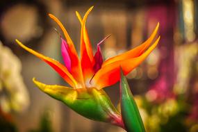 closeup view of Exotic Flower Nature