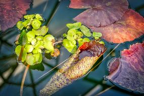 Beautiful, green, red and yellow aquatic plants