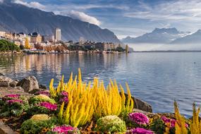 colorful flowers on the shore of a picturesque mountain lake