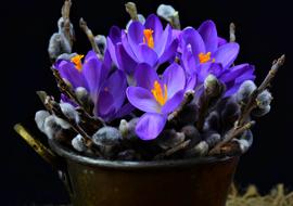 Crocus Still Life