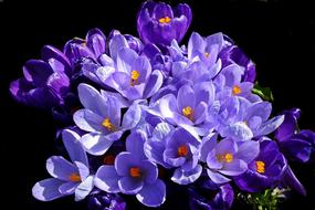 incredible Crocus Spring Nature