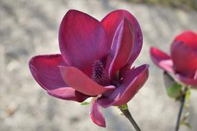 Magnolia, purple flowers at blurred grey background