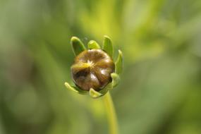 Close-up of the brown bud of a flower at blurred background