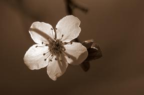 Close-up of the beautiful, blossoming, white flower on the branch in light