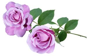 two purple roses on a white background