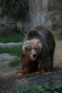 big brown bear in the reserve
