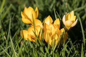 yellow crocuses in green grass close up