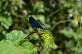 Dragonfly Nature bird