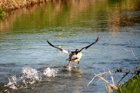 flying duck over the river