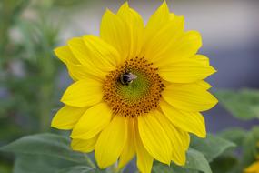 insect on a bright sunflower close-up on a blurred background