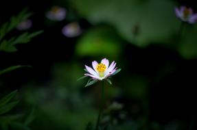 Close-up of the beautiful, purple, white, yellow and green, blooming flower
