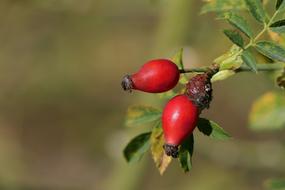 red Rose Hip Plant