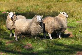 Beautiful and cute sheeps, on the green and yellow grass