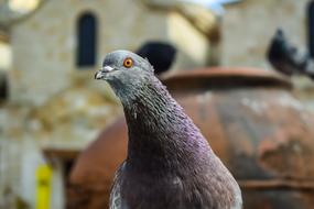 photo of a dove with a long neck