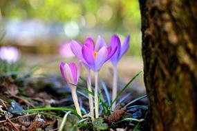 amazing Crocus Early Bloomer