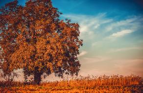 landscape of Walnut Tree Branches on field