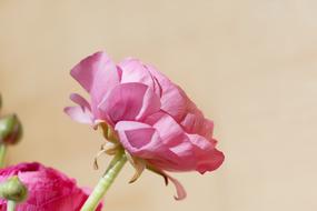 Flower Ranunculus Pink close-up