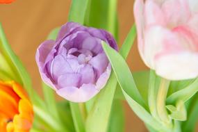 Tulips, Colorful Flowers