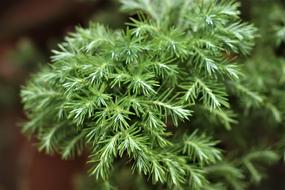 incredible Plant Green
