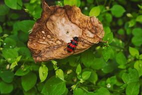 Beetle on Leaf in Forest