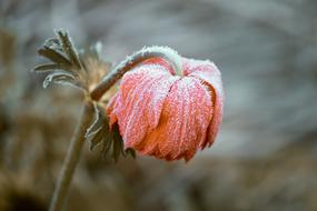 Frozen Blossom close-up on blurred background