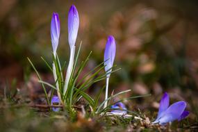 wild crocuses in spring