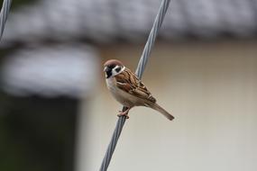 bird on a wire close-up on a blurred background